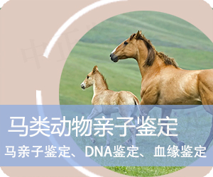 楚雄马类动物亲子鉴定