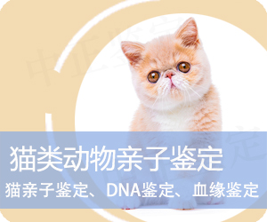楚雄猫类动物亲子鉴定