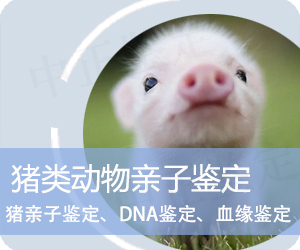 楚雄猪类动物亲子鉴定