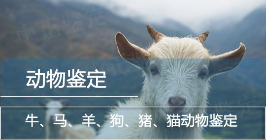 楚雄动物鉴定